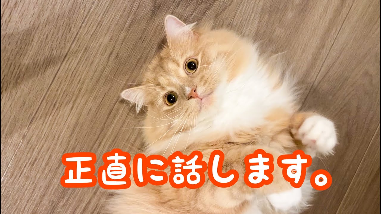 意外と大変な猫との暮らし