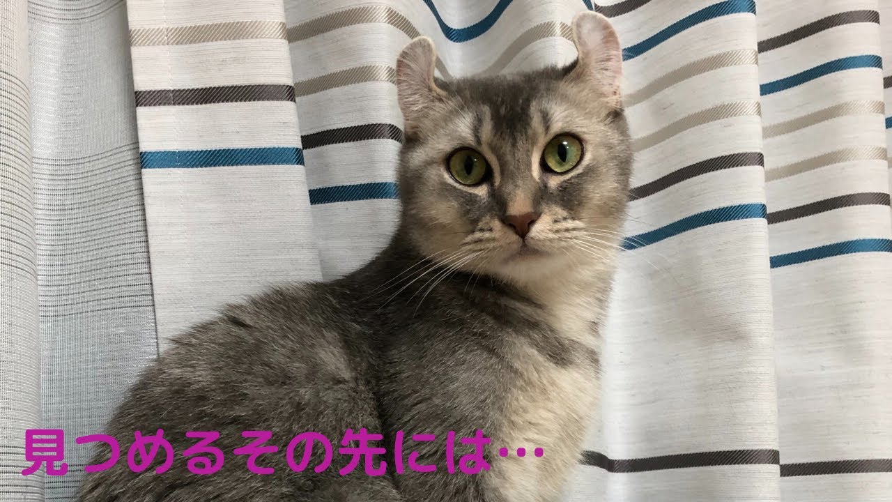何かありそうで何もないNANA(アメリカンカール)