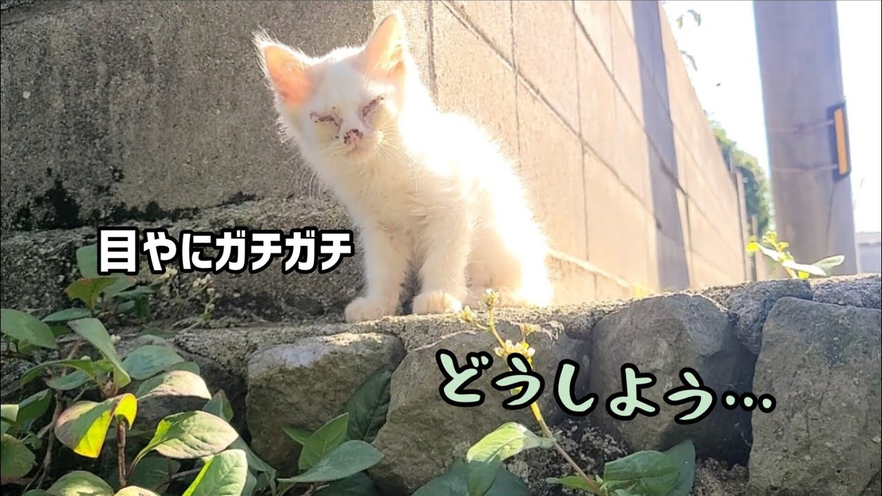 愛犬が目の開いてない子猫を発見しました【子猫の兄弟を保護】