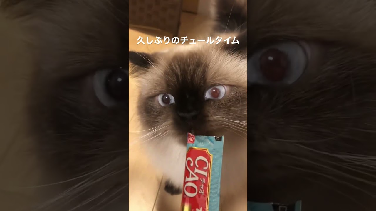 【ヒマラヤン】やっぱりチュールはおいしい