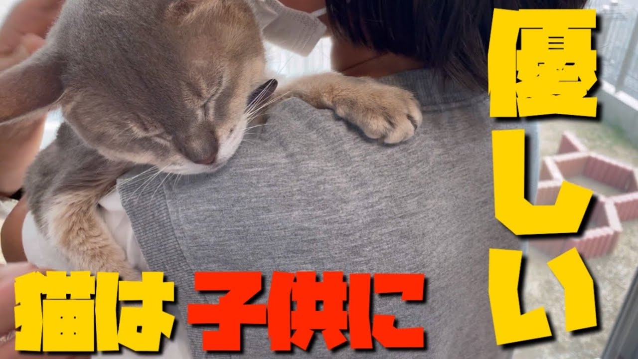 猫は子供に優しい／アビシニアンとソマリ