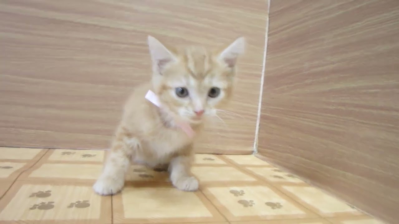 Coo&RIKU　No00609569 アメリカンショートヘアー