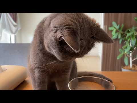 ルルの1日在宅勤務編【ブリティッシュショートヘア】