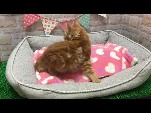 Coo&RIKU　No502816　ターキッシュアンゴラ