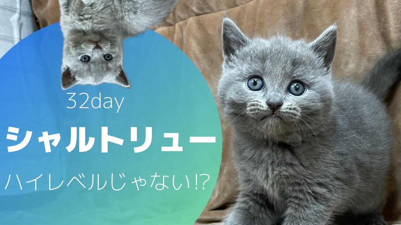 【シャルトリュー】32日になり個々の差や動きが出て来て来ました