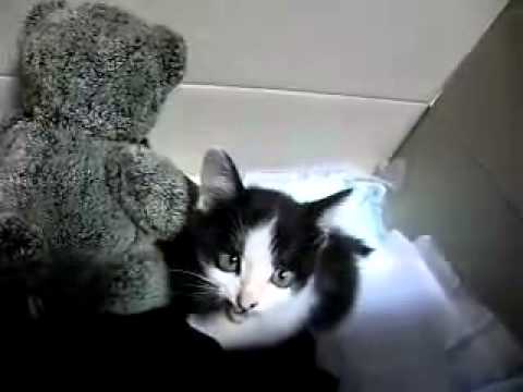 【猫】捨てられたっぽい迷い猫