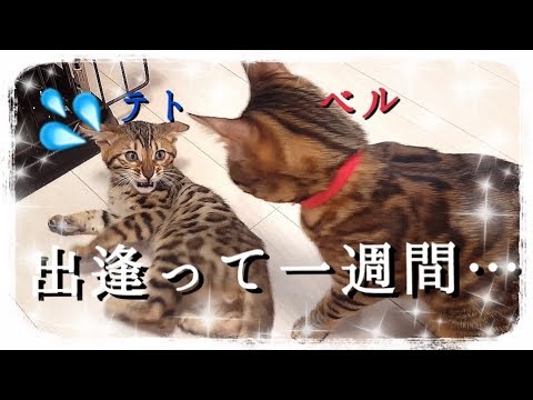 【第2話】ベンガル猫テトとベルが出逢って一週間…