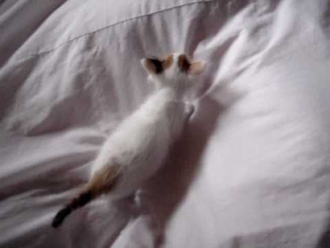 ターキッシュバン　子猫　三毛柄ちゃん#3