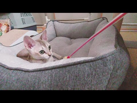 【毎日可愛いを更新中】ぷーにゃの自己紹介【シンガプーラ/子猫/４ケ月】