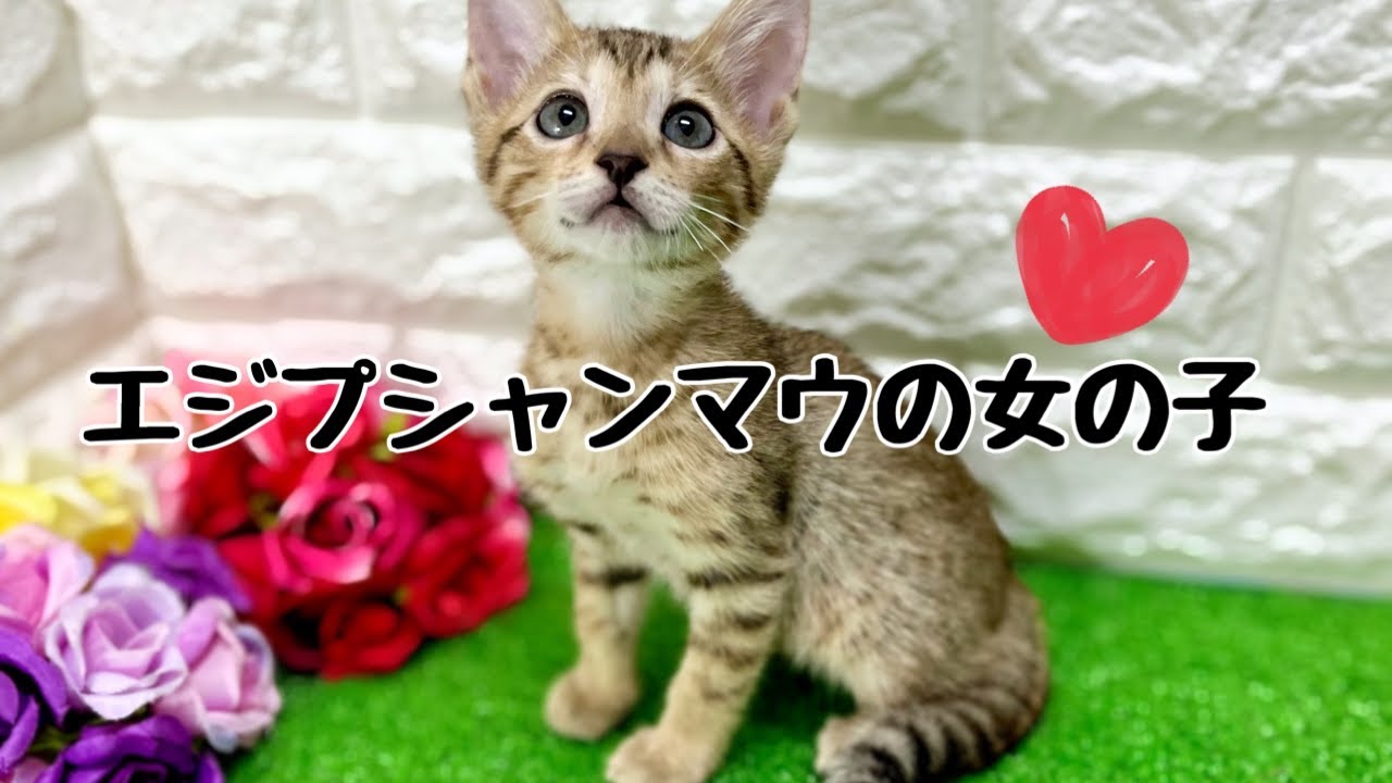エジプシャンマウの子猫　（中之島）