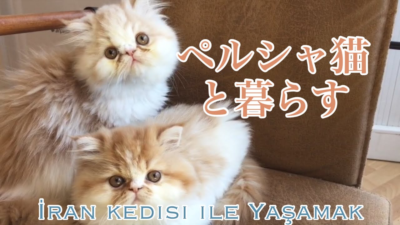 【トルコ】ペルシャ猫と暮らす。 基本的な世話の仕方。/ İRAN KEDİSİ İLE YAŞAMAK İÇİN NELER YAPMALI