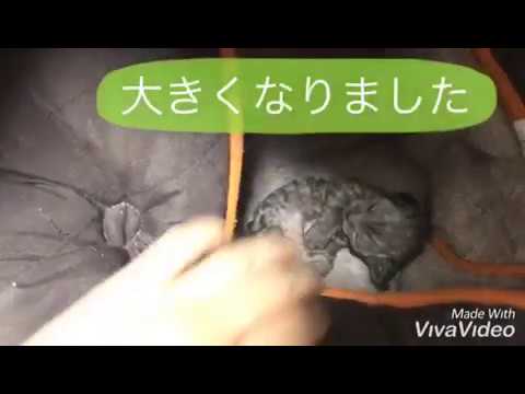 【デボンレックス の赤ちゃん】生後2週間