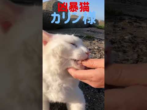 あの凶暴猫のカリン様が猫好きさんに甘え声 Ferocious cat #shorts