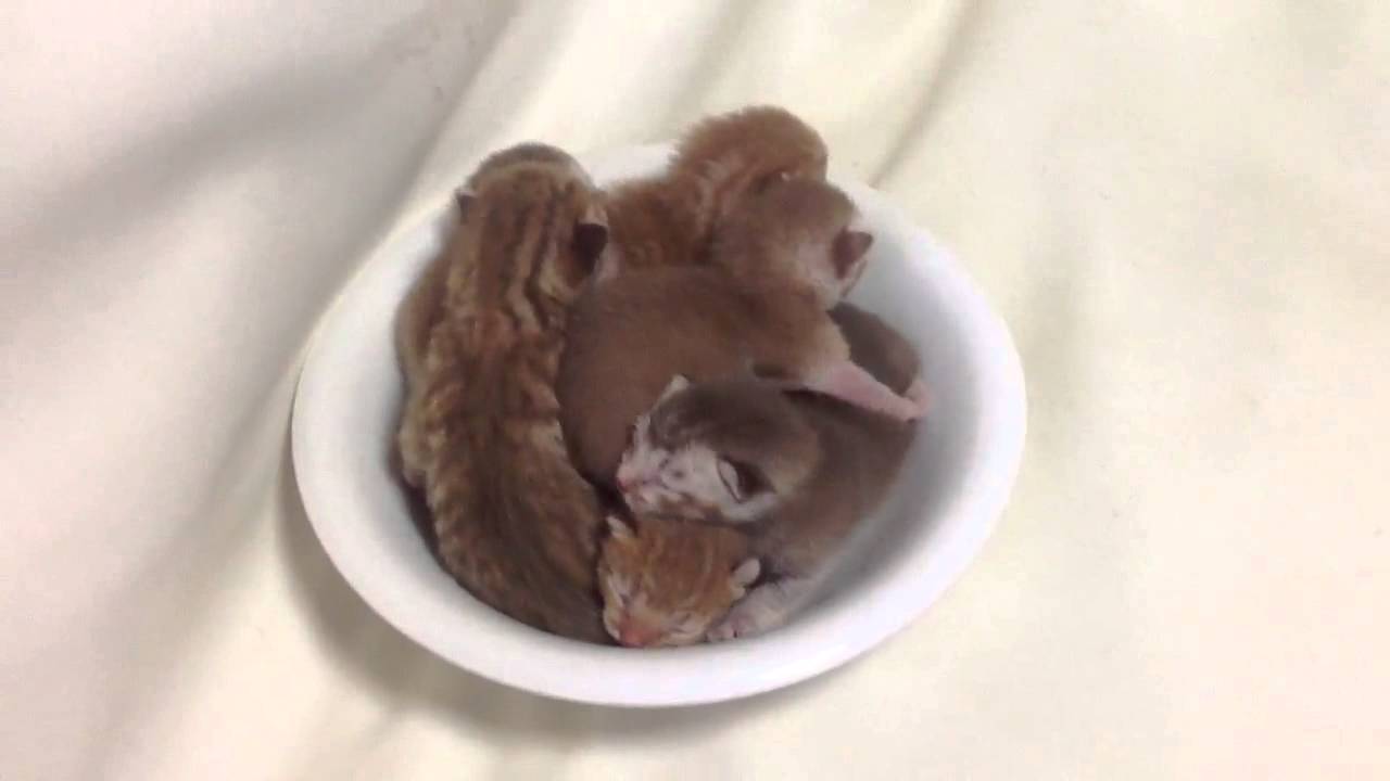 オシキャットの仔猫たち☆うじゃうじゃ