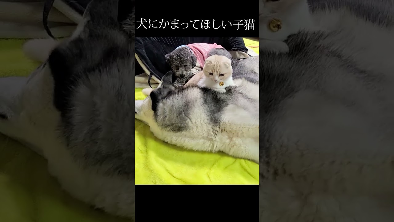 ハスキー犬が好きすぎてかまってほしい子猫がかわいい...#shorts