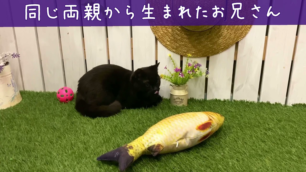 【ナナハチ’s ROOM】ボンベイの男の子　20210408