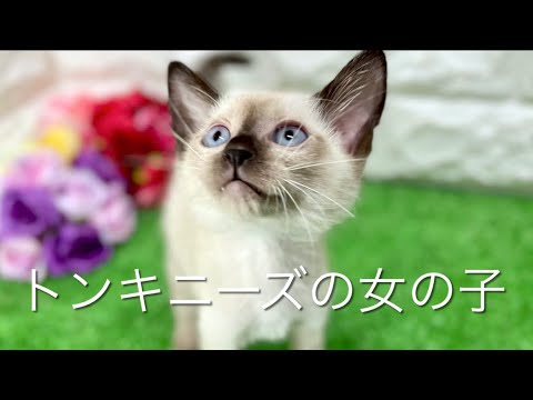 トンキニーズの子猫　（和歌山）
