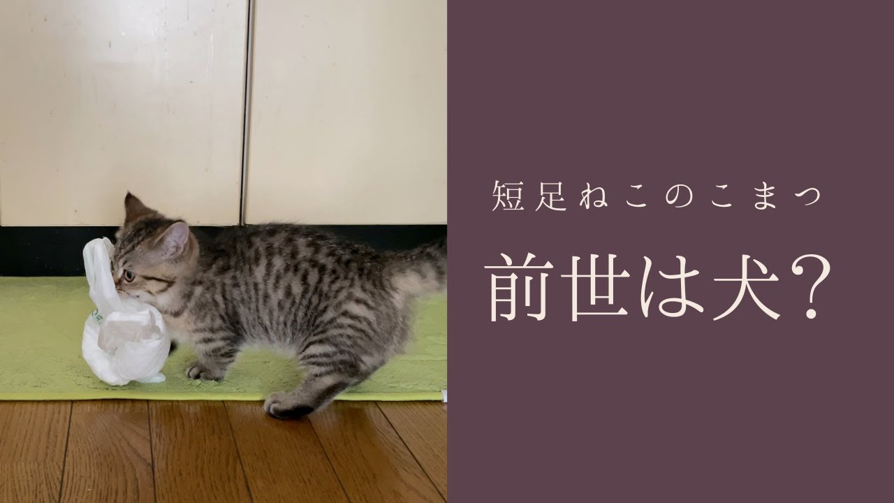 【短足仔猫】教えなくても取ってこい遊びができちゃった天才子猫#Shorts