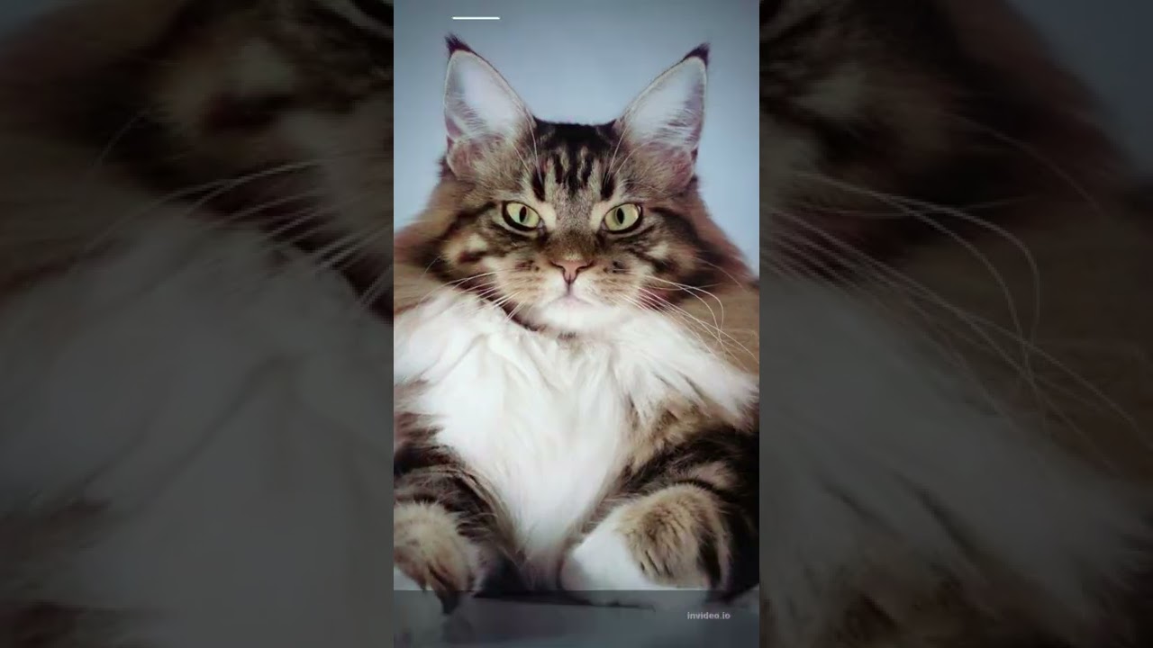 10 Cat Breeds That Act Just Like Dogs #short