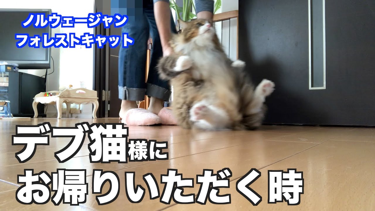 やめなさい！ノルウェージャンのデブ猫にお帰りいただく時。ノルウェージャンフォレストキャット5匹と暮らす我が家
