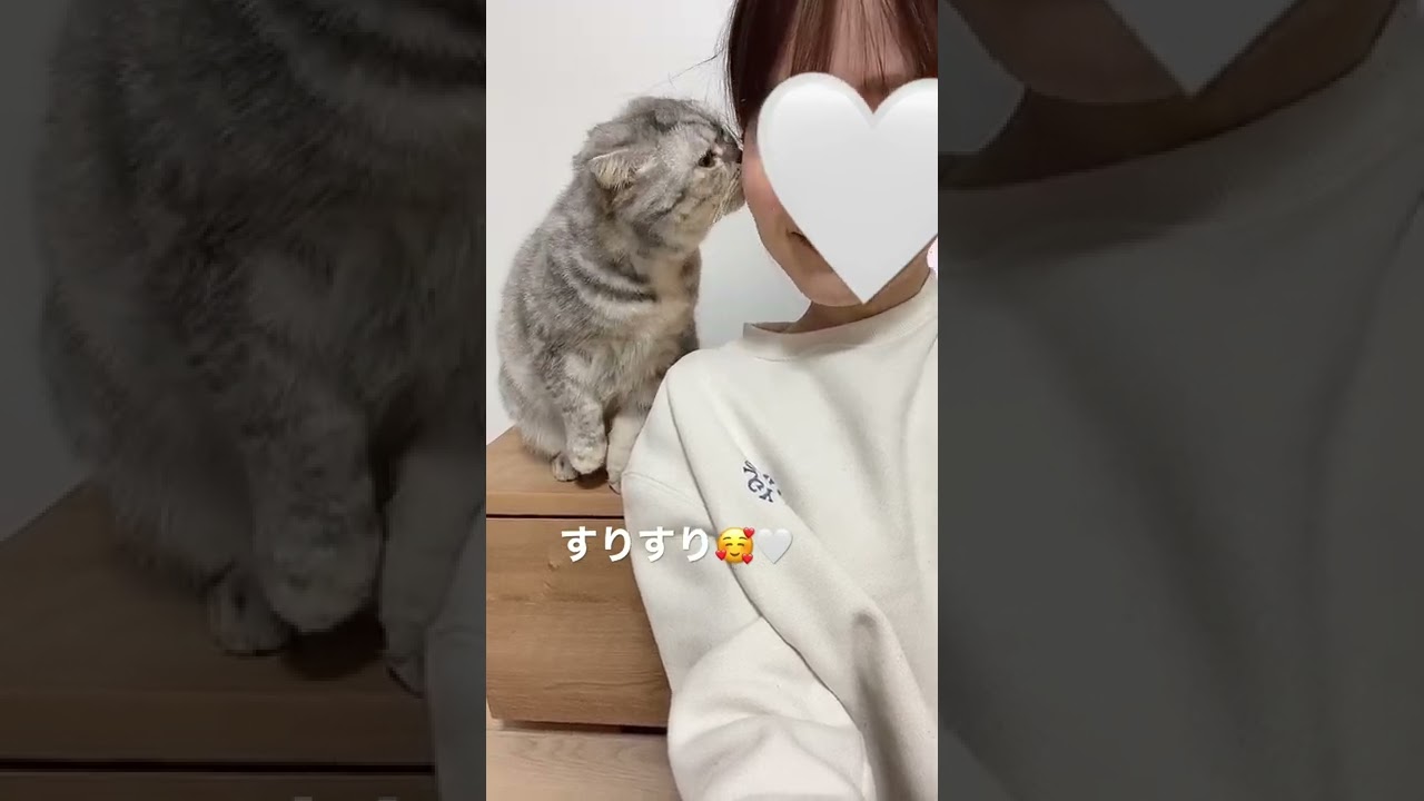 すりすり🥰#スコティッシュフォールド #猫 #cat #おととひな