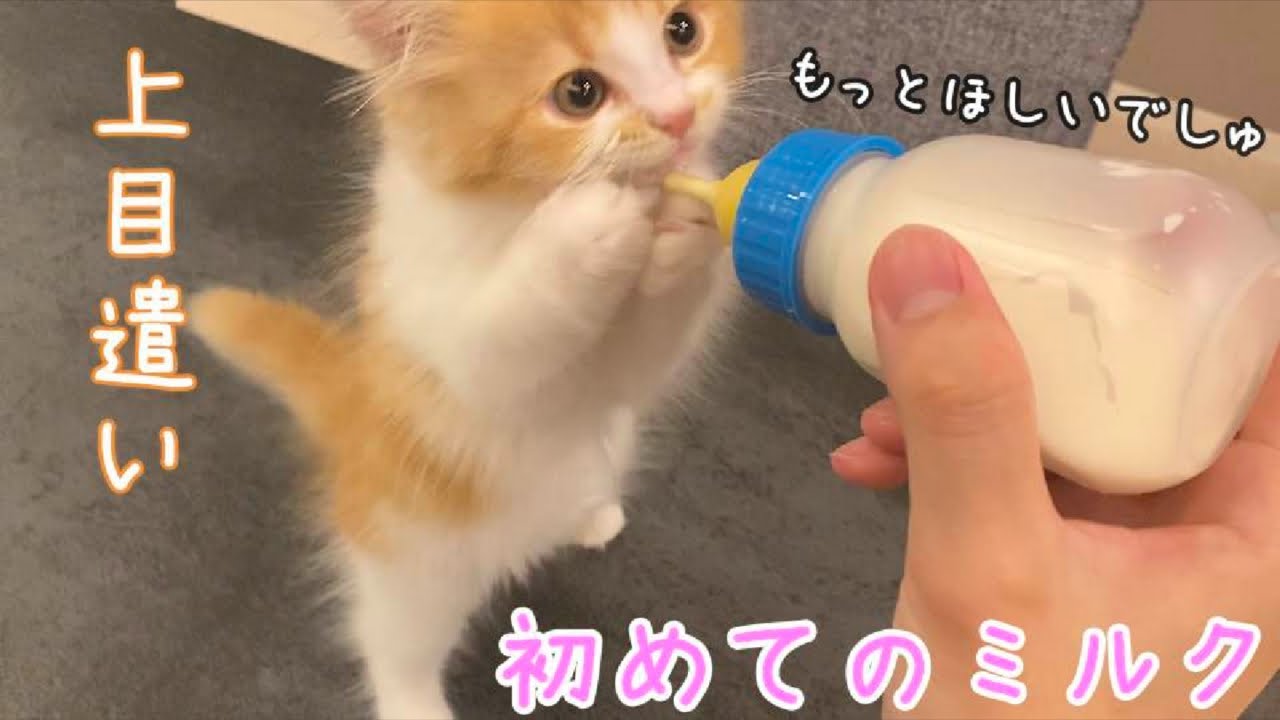 哺乳瓶のミルクをがぶ飲みするマンチカンの子猫が可愛いすぎる！