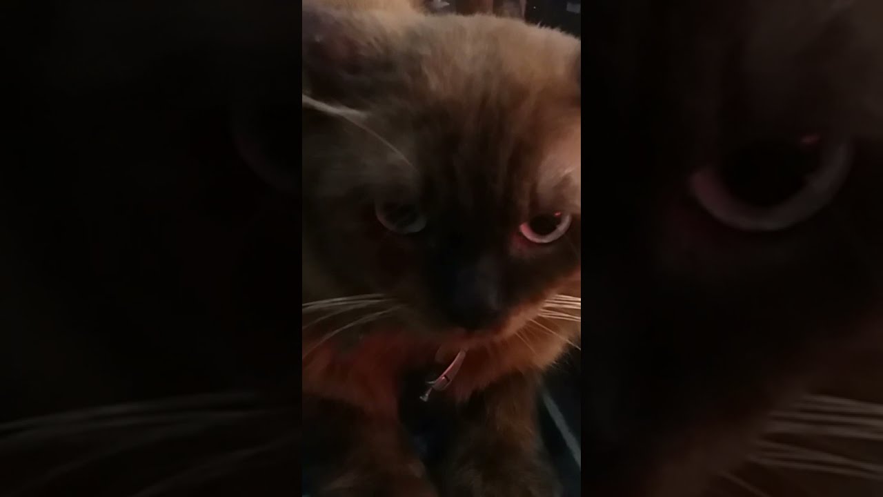 The piercing gaze of a brown cat
