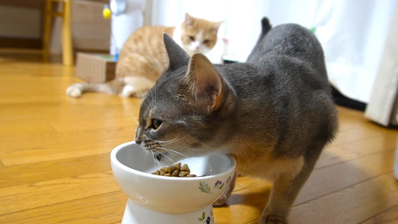 【ASMR】猫にとって「ごはん!!」はパワーワードです笑【スコティッシュフォールド】【アビシニアン】