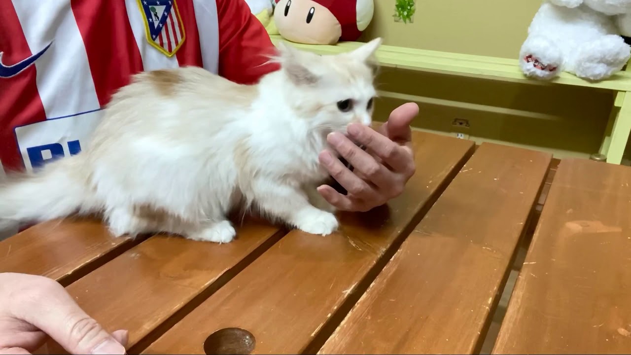 【ナナハチ’s ROOM】マンチカン☆ロングヘア　カメオタビー＆ホワイトの男の子　　20200222 ベタベタ