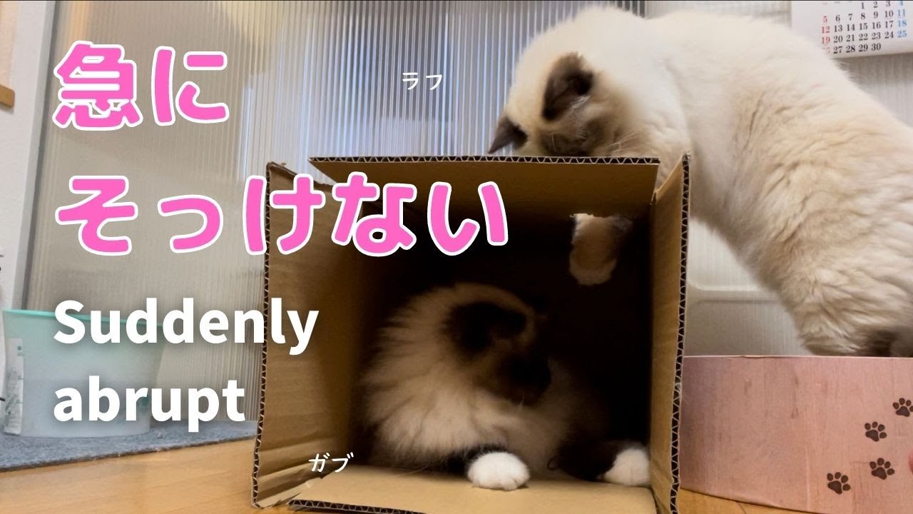 バーマン猫ガブは黒いゴムが大好き【急にそっけない】Suddenly abrupt（バーマン猫）Birman//Cat