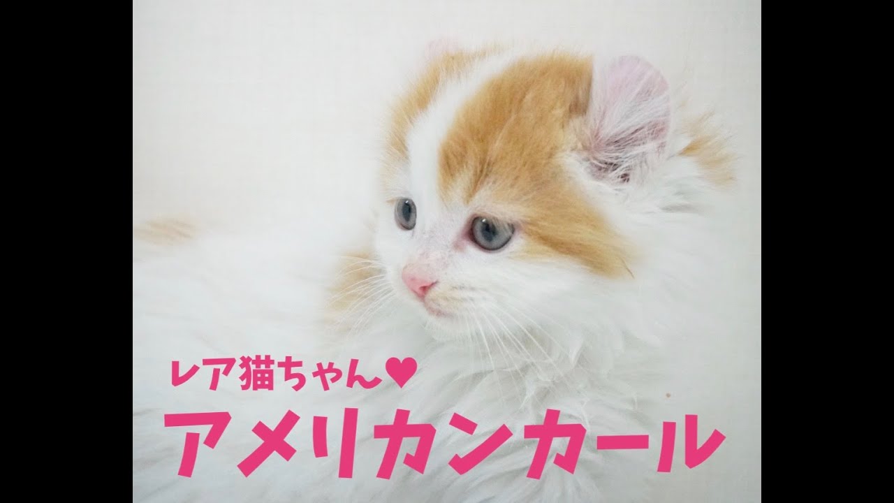 【アメリカンカール】反り返ったお耳が特徴的♥レア猫ちゃん♥