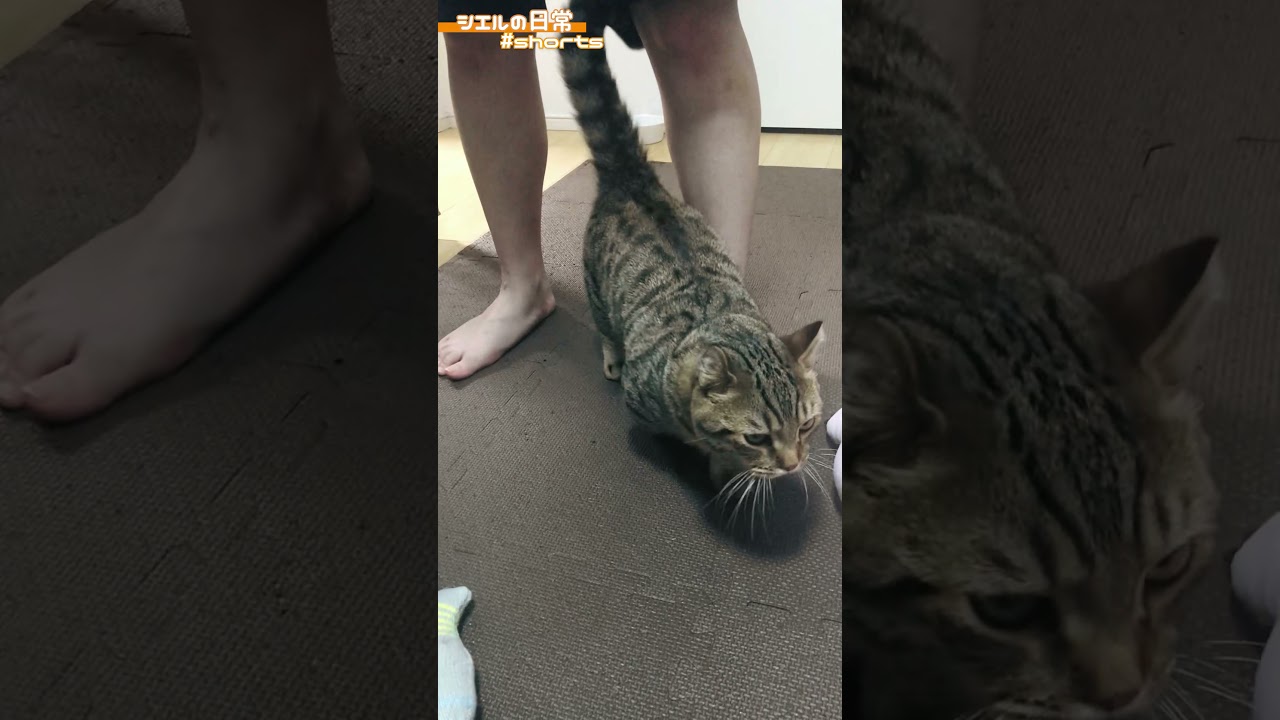 猫が懐いているときに見せる反応　/キンカロー　マンチカン×アメリカンカール　#Shorts