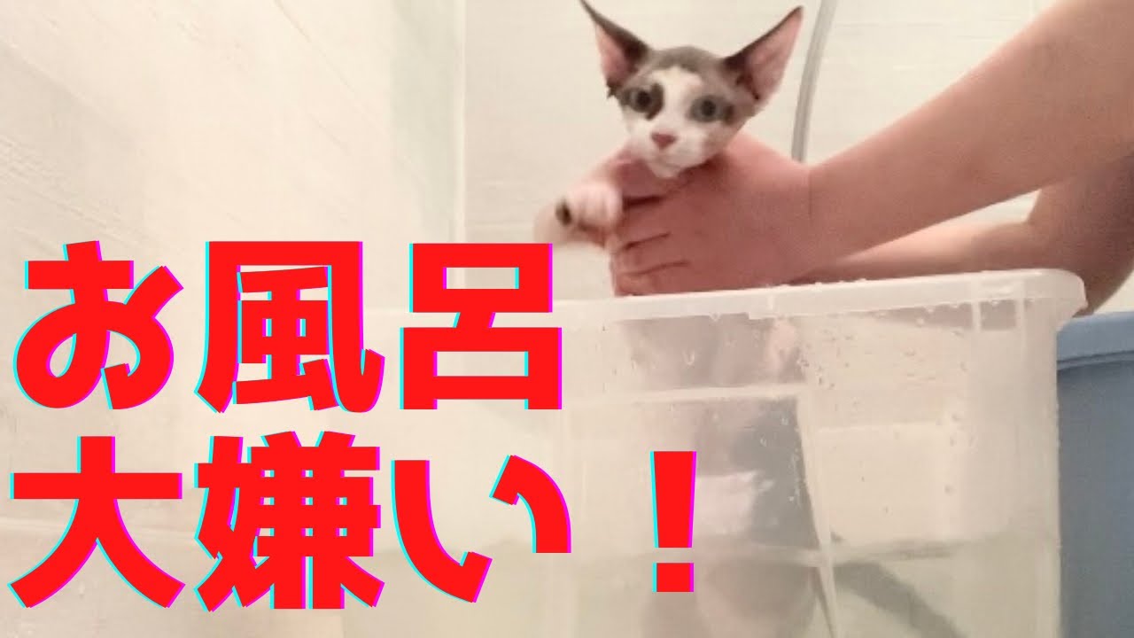 56:スフィンクス猫ヨーダ、お風呂に入る