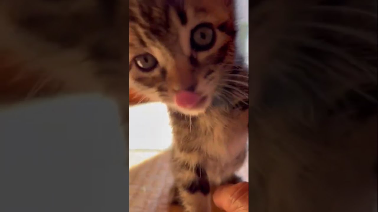 【母猫に捨てられた保護子猫】 生後3週間の子猫が初めての狩りの練習 #shorts