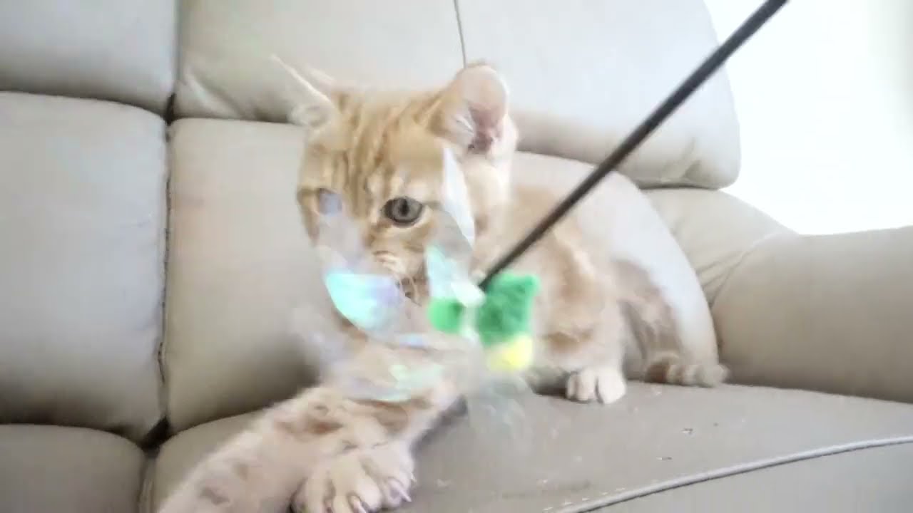 セルカークレックス子猫　2022.9.30産まれ 　レッドタビー　男の子　シーダキャット猫のお店　Selkirk Rex