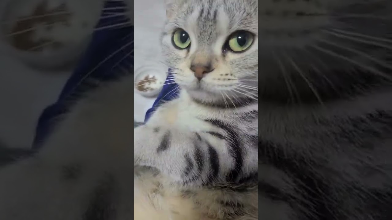 ごちそうさまパパ‼️可愛い❤️【おしゃべりする猫】アメリカンショートヘアーなこだよ❤️