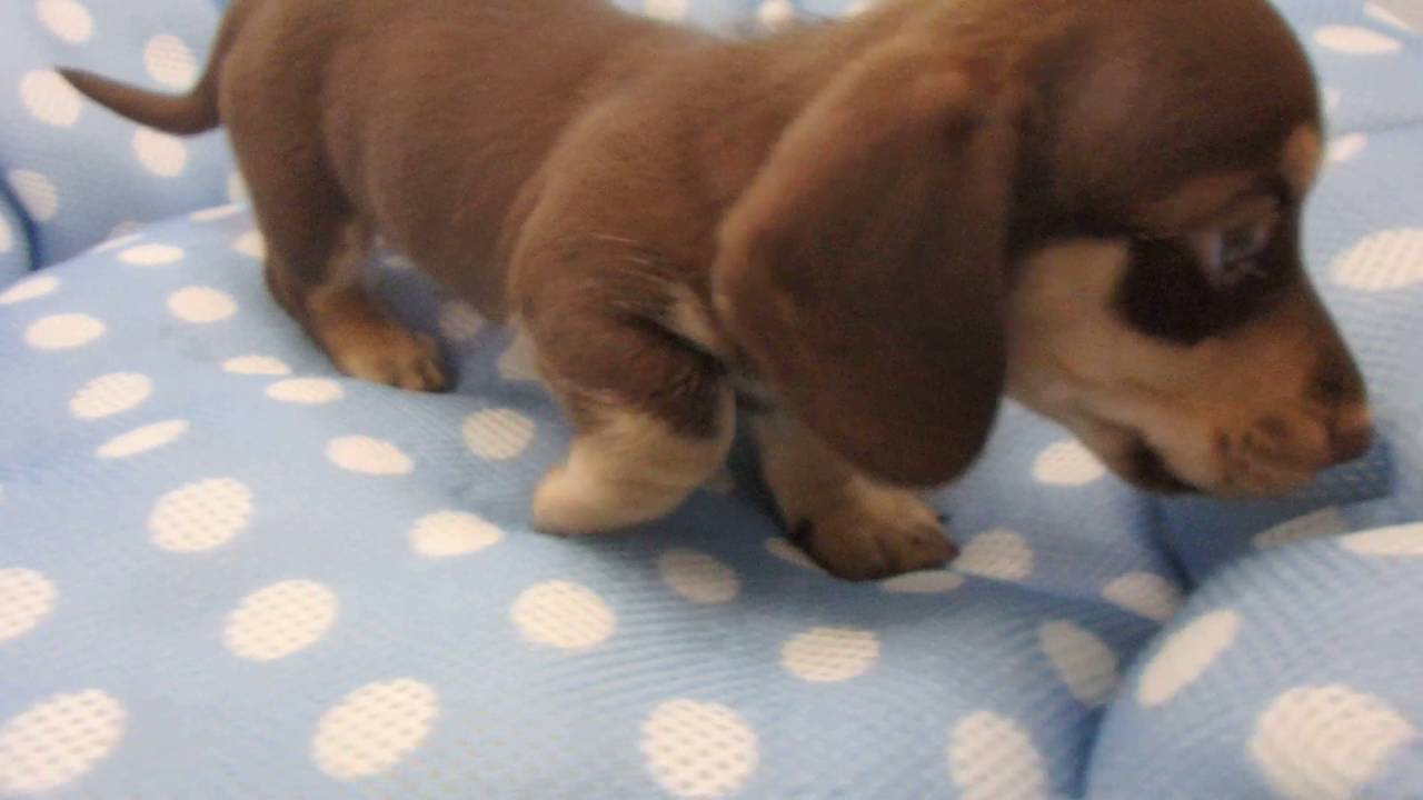 291661 Ｍ・ダックスフンド（スムースヘアー）