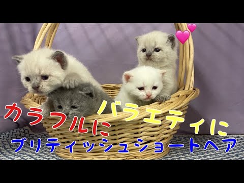 【近年認められたポイントカラーのブリティッシュショートヘア】短毛のラグドールみたい