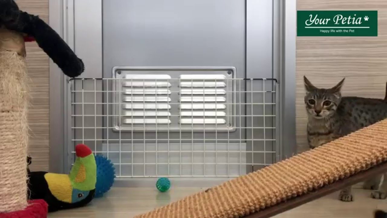 ユアぺティア立石店 - エジプシャンマウ 男の子・女の子 - 2016/1/18