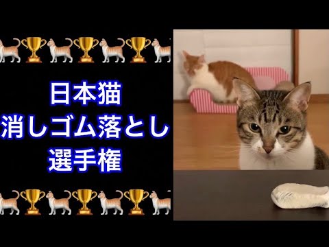 日本猫消しゴム落とし選手権