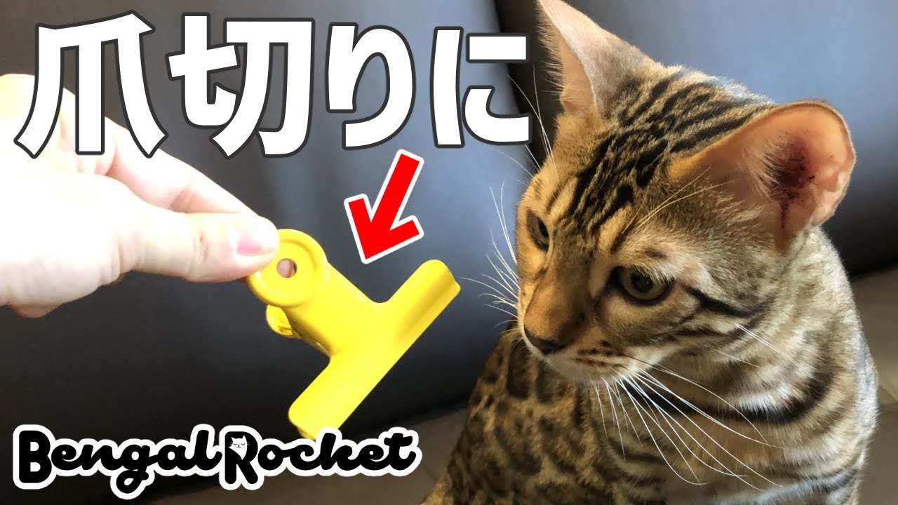 超簡単!!猫の爪切り法【ベンガルロケット】