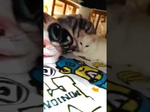 #保護猫　#チンチラゴールデン　#ペルシャ猫#ターキッシュバン　#猫　#大型猫
