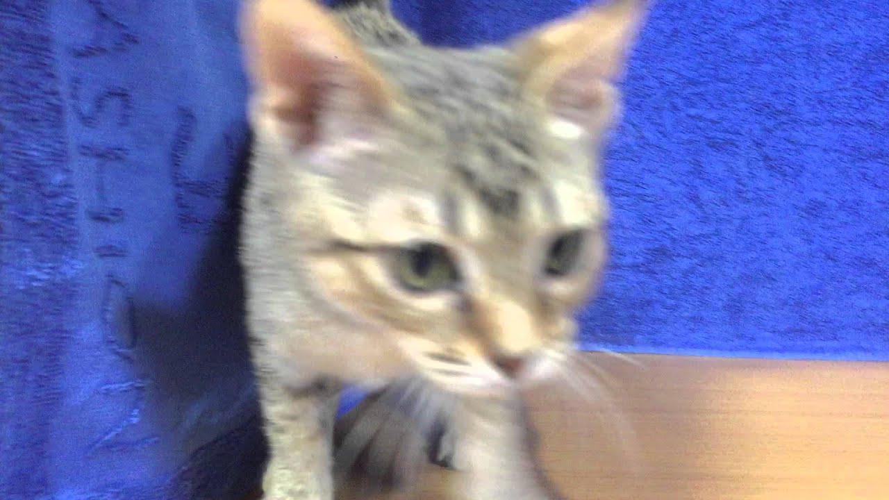 Ｎｏ266434オシキャット