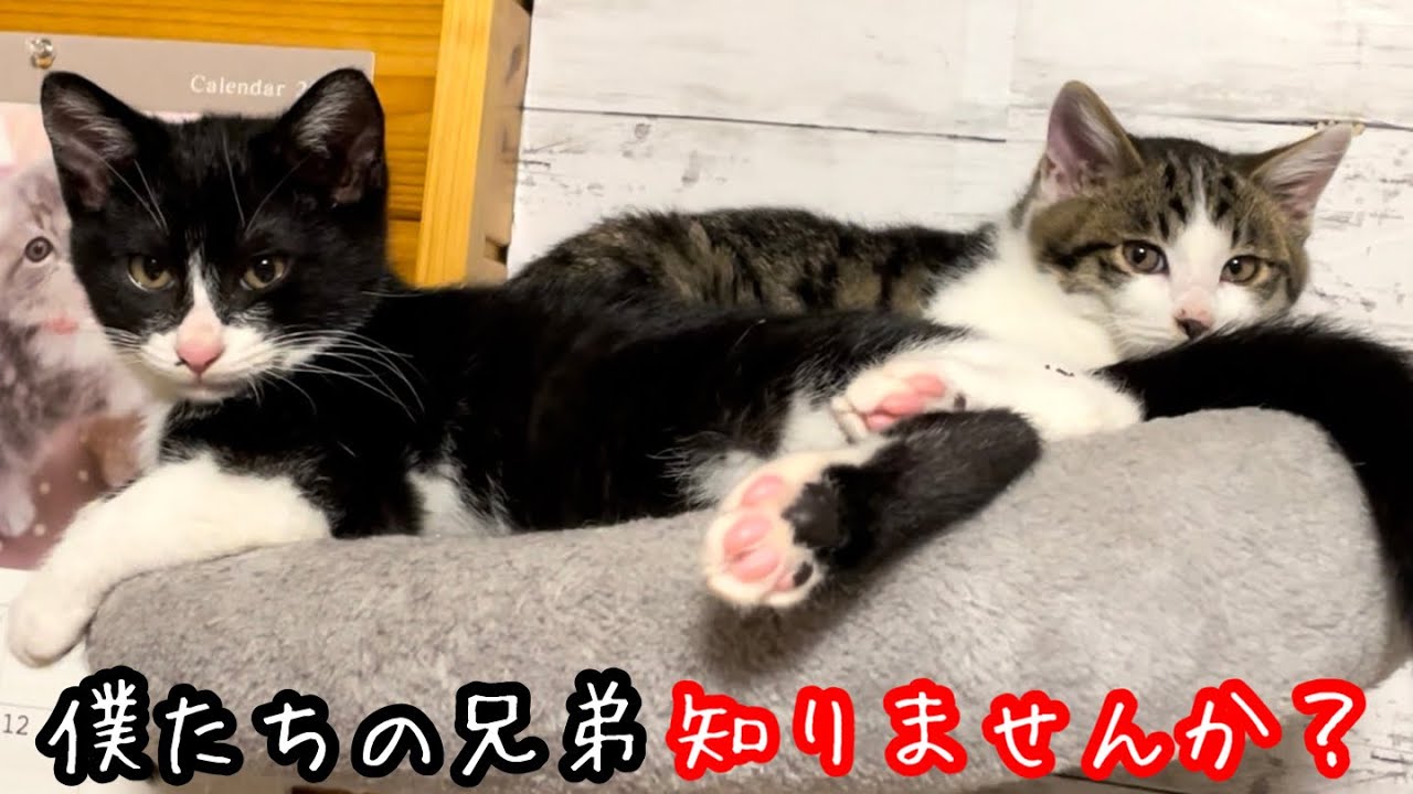 【子猫】1匹ずつ消えていく兄弟たちの姿…残された子猫の様子