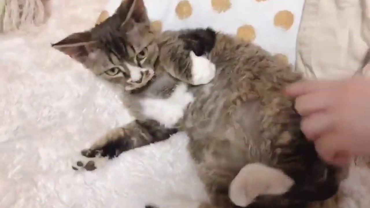 抜け毛の少ないプードルキャット！デボンレックス