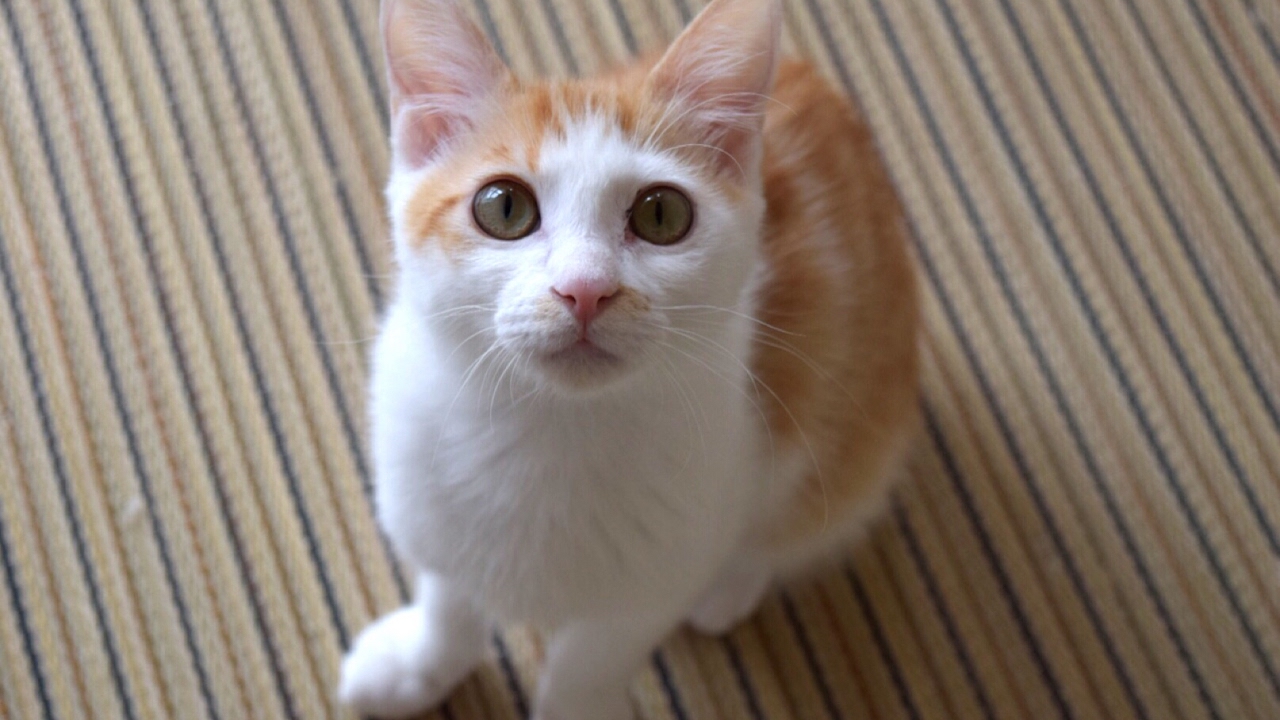 【激カワ！】短い尻尾をぴょこぴょこと動かす子猫！