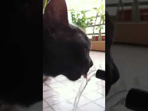猫のまえでホースの水を流すとどうなる？  #shorts