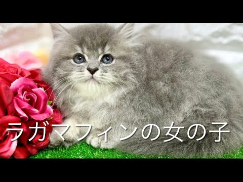 ラガマフィンの子猫　（中之島）