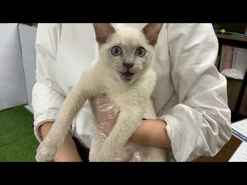 Coo&RIKU　No595417 トンキニーズ