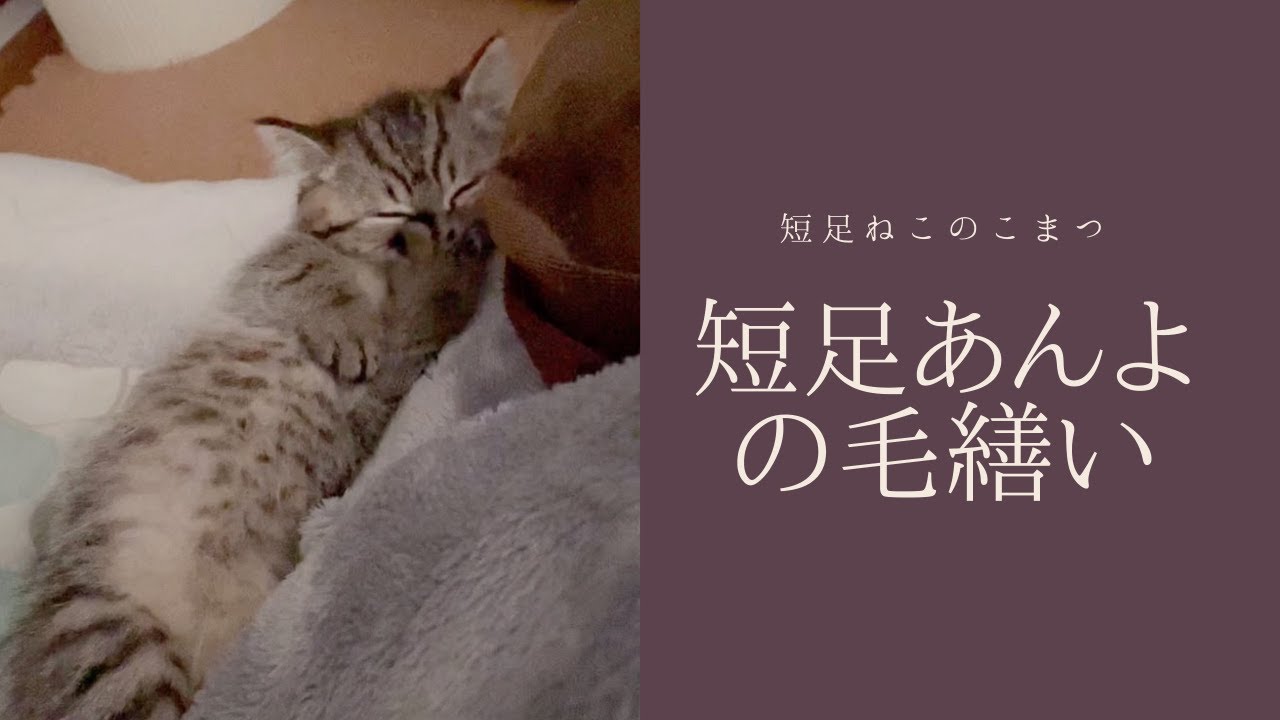 【短足仔猫】短いあんよを必死にぺろぺろ毛繕いしている動画 #Shorts